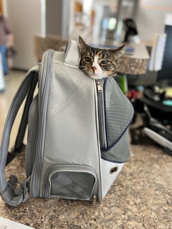 Images VCA Green Animal Hospital