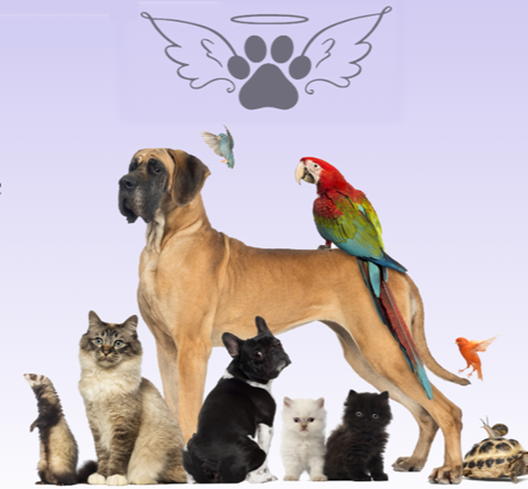 Images Pet Send Off To Rainbow Bridge