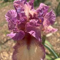 Images Bloomer-Rang Iris Farm