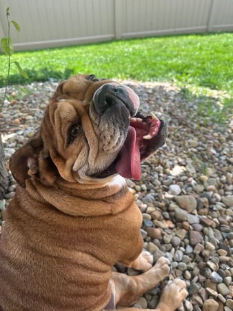 Images VCA Green Animal Hospital