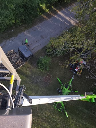 Images Busy Boy Tree Services