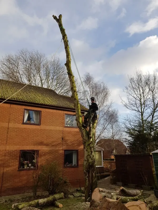 Images Poplar Tree Services Ltd