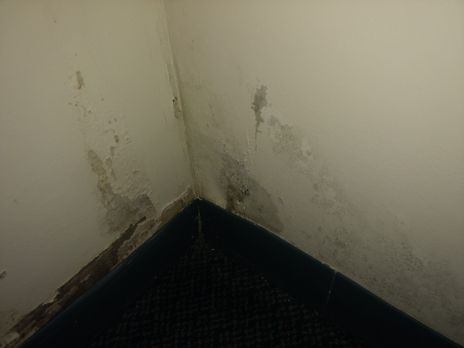 Mold remediation is one of many services that SERVPRO of Ebensburg provides. Call us today for an assessment of your mold damage.