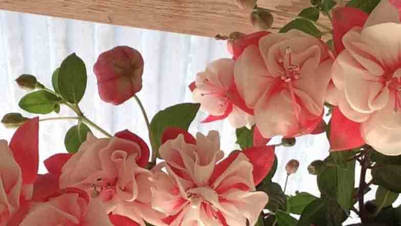 Images Vesterborg Blomster & Gartneri