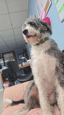 Images Dragonfly Dog Grooming LLC