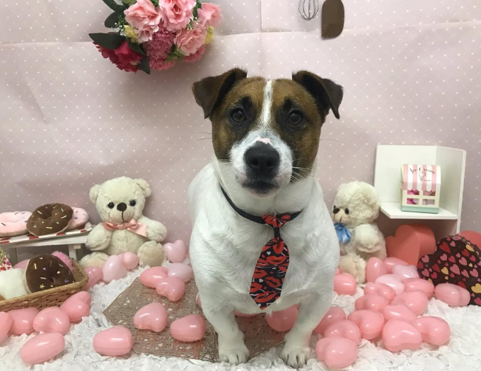 Images ペットショップ 犬の家