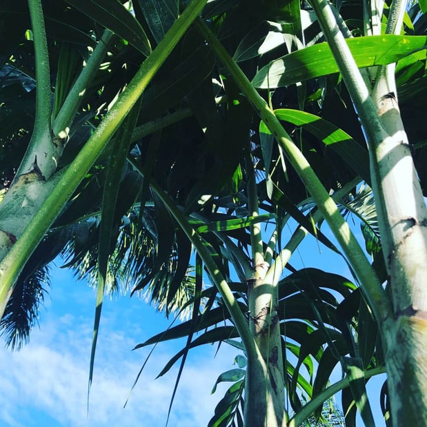 Images CW Willis Landscaping & Garden Center