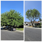 Alliance Tree Care Image