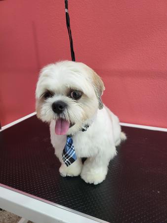 Images Well Groomed Pets McAllen