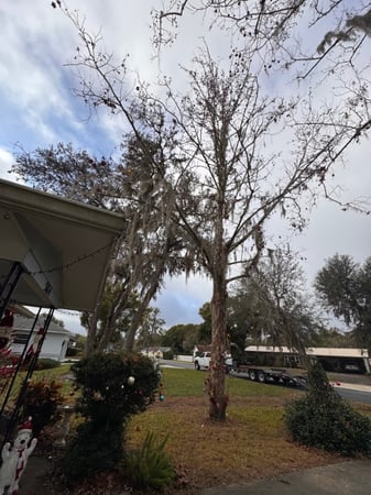 Images Trent's Tree Service The Neighborhood Arborist LLC