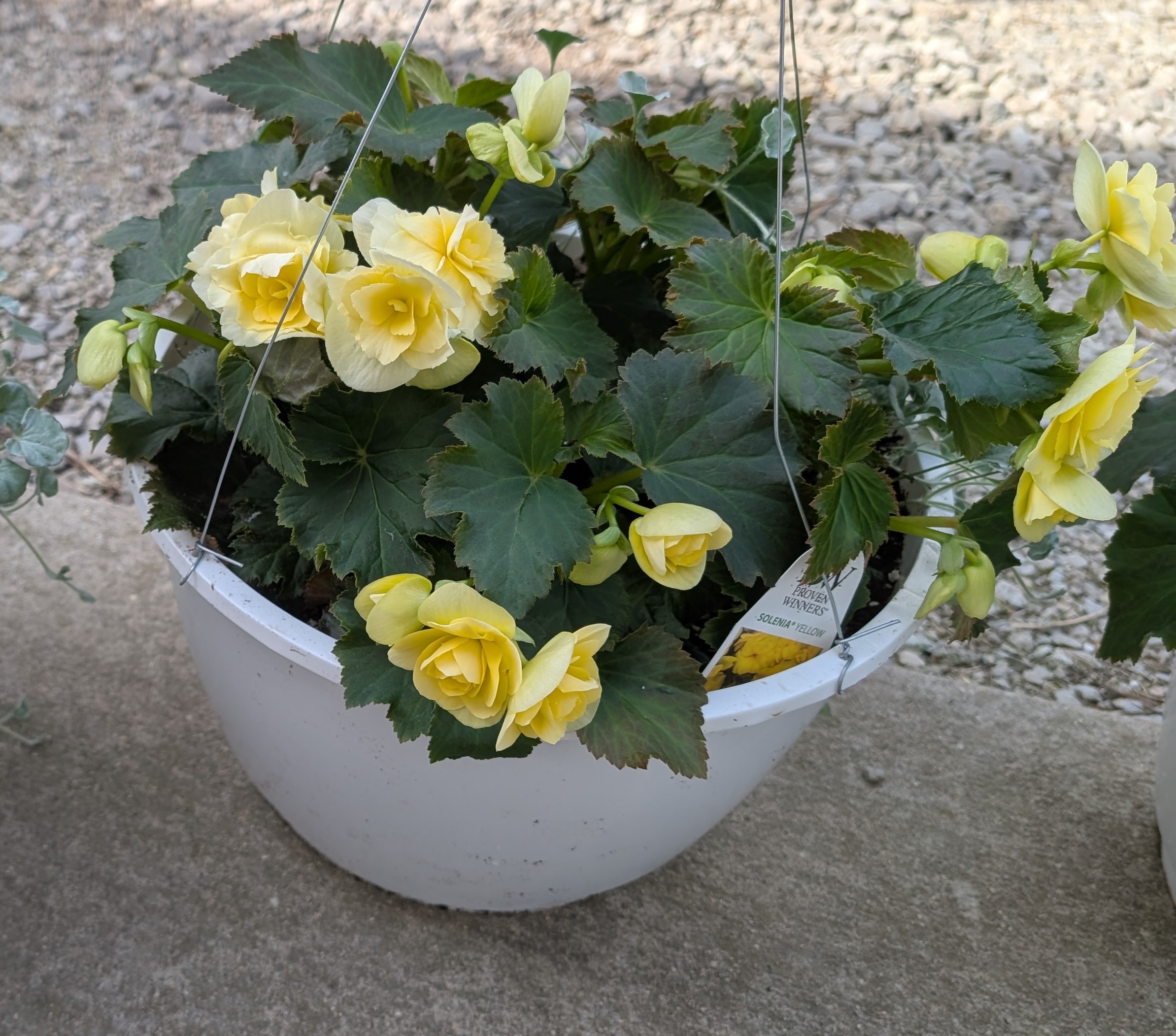 Pale yellow Begonias in a hanging basket.