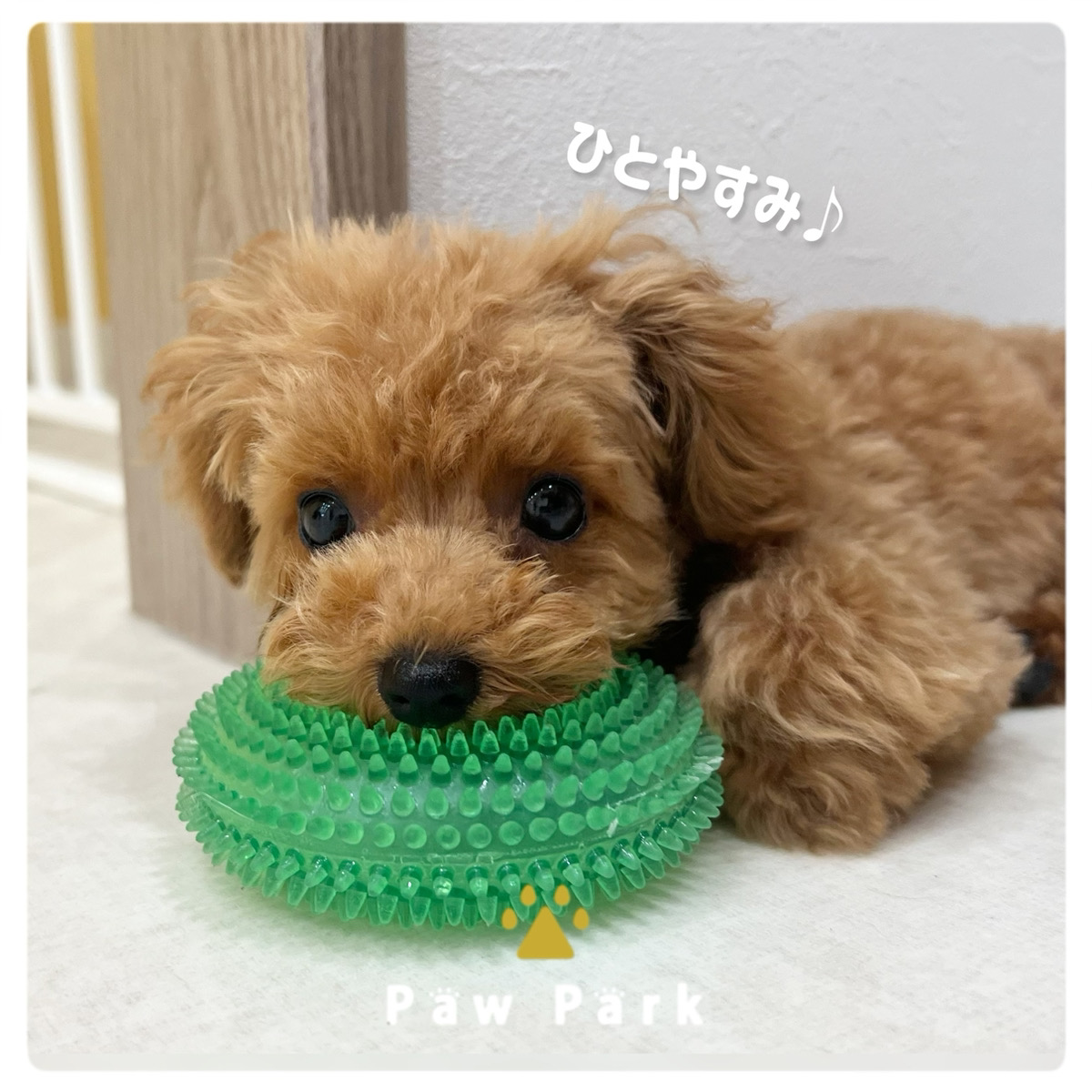Images PawPark 犬のようちえん 高槻店