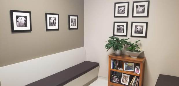 Images VCA Eye Clinic for Animals