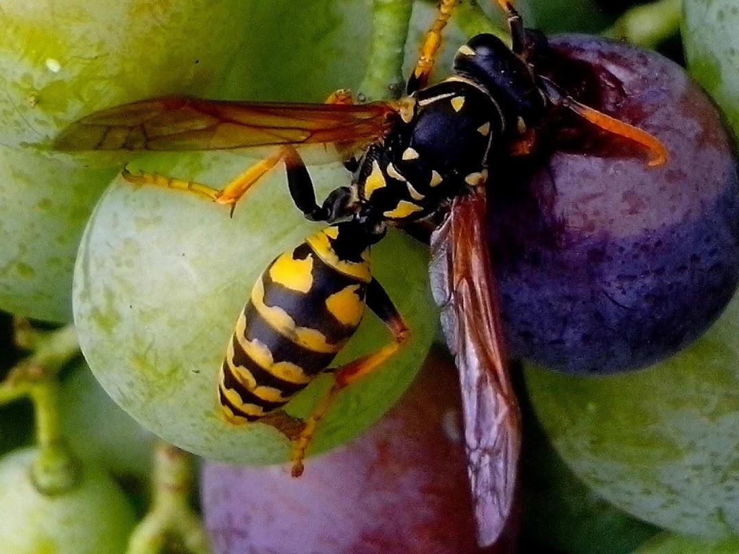 Facility Pest Control Photo