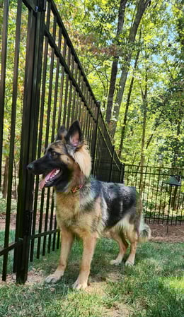 Images B Line Fencing & Services