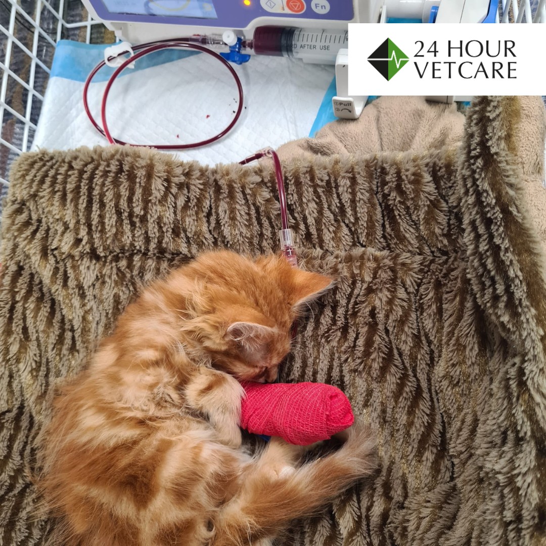 Images Streatham Hill Veterinary Surgery