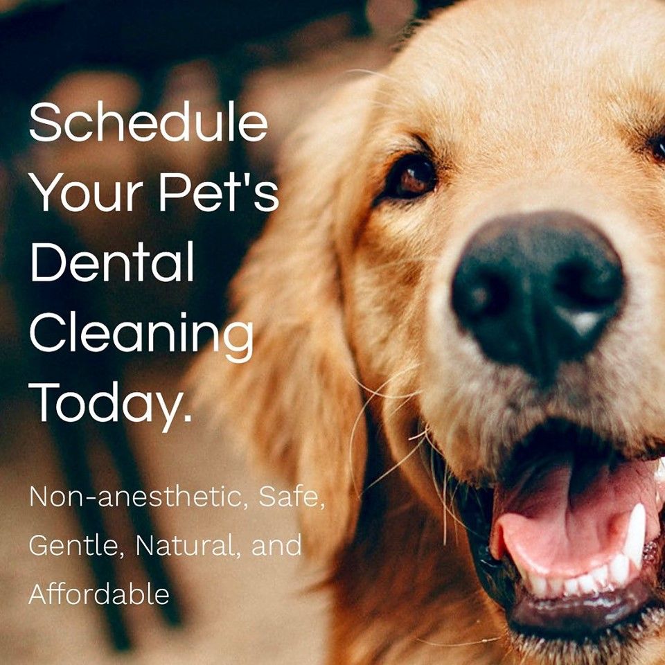 Ez Pet Dental AnesthesiaFree Teeth Cleaning August 27th!! Woof Gang