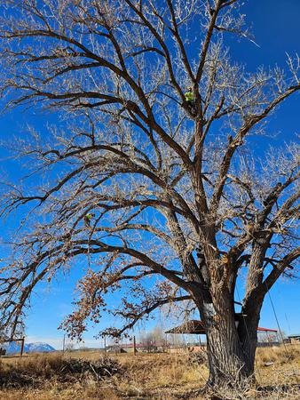 Images H & S Tree Care