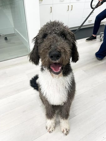 Images Petfolk Veterinary & Urgent Care - Ballantyne