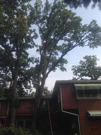 Images Gabriel's Landscape & Tree Services Inc.