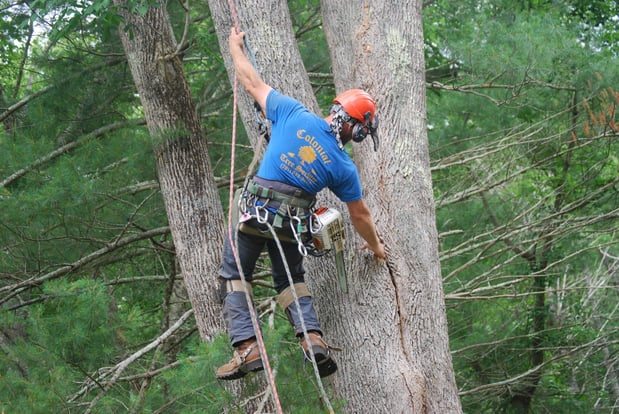 Images Colonial Tree Service