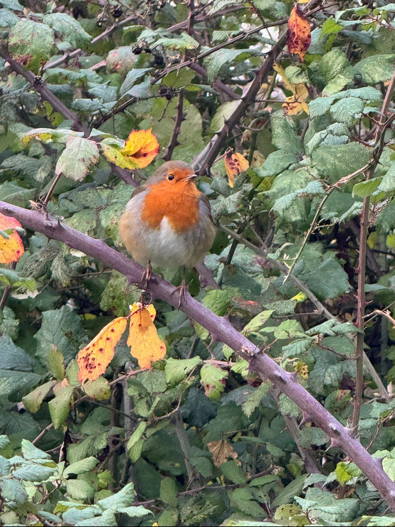 Images Co-op Funeralcare, Torquay