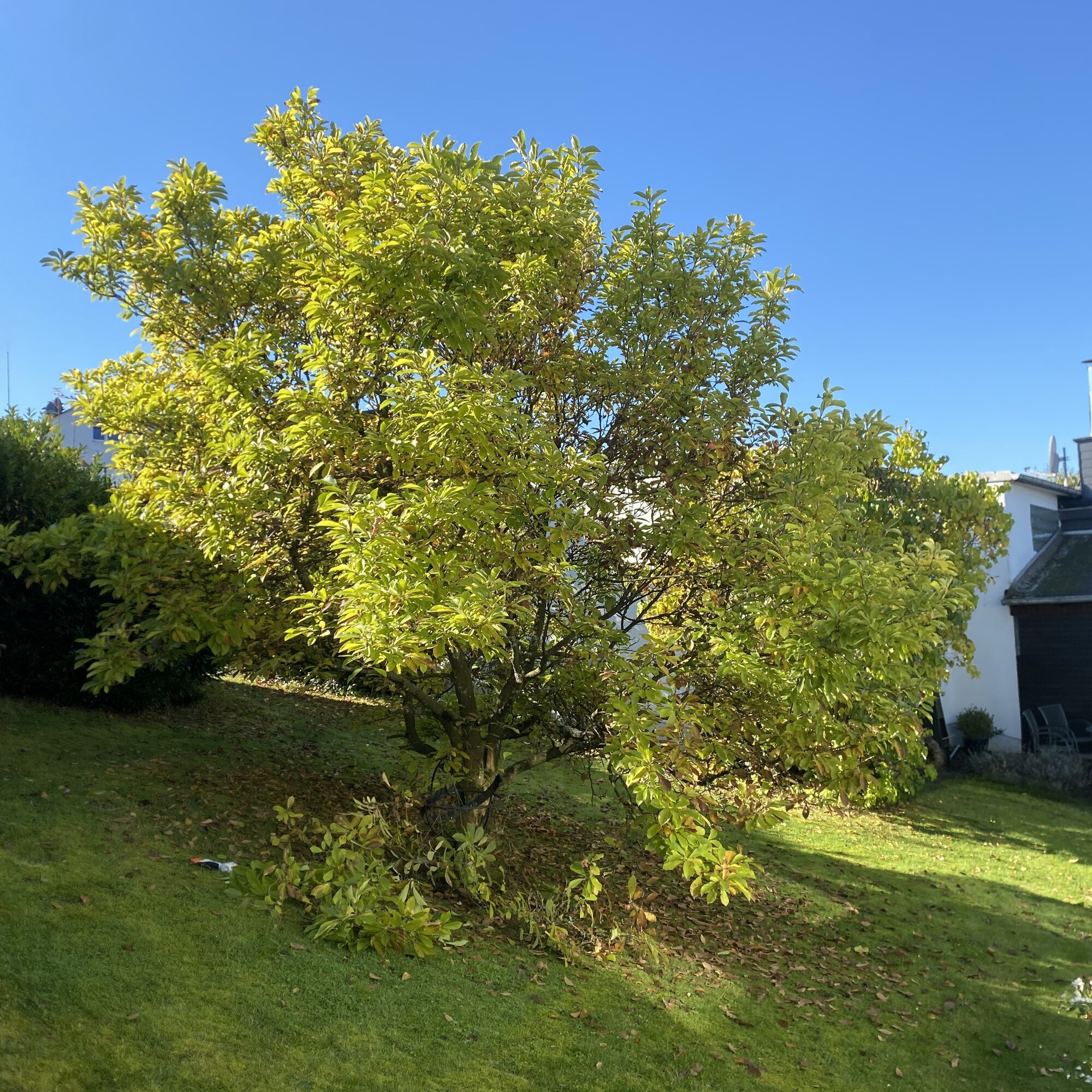 Baumdienst Behan, Im Winkel 22 in Schalksmühle