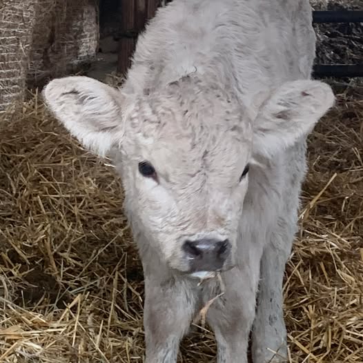 Images Shady Ridge Farm, LLC