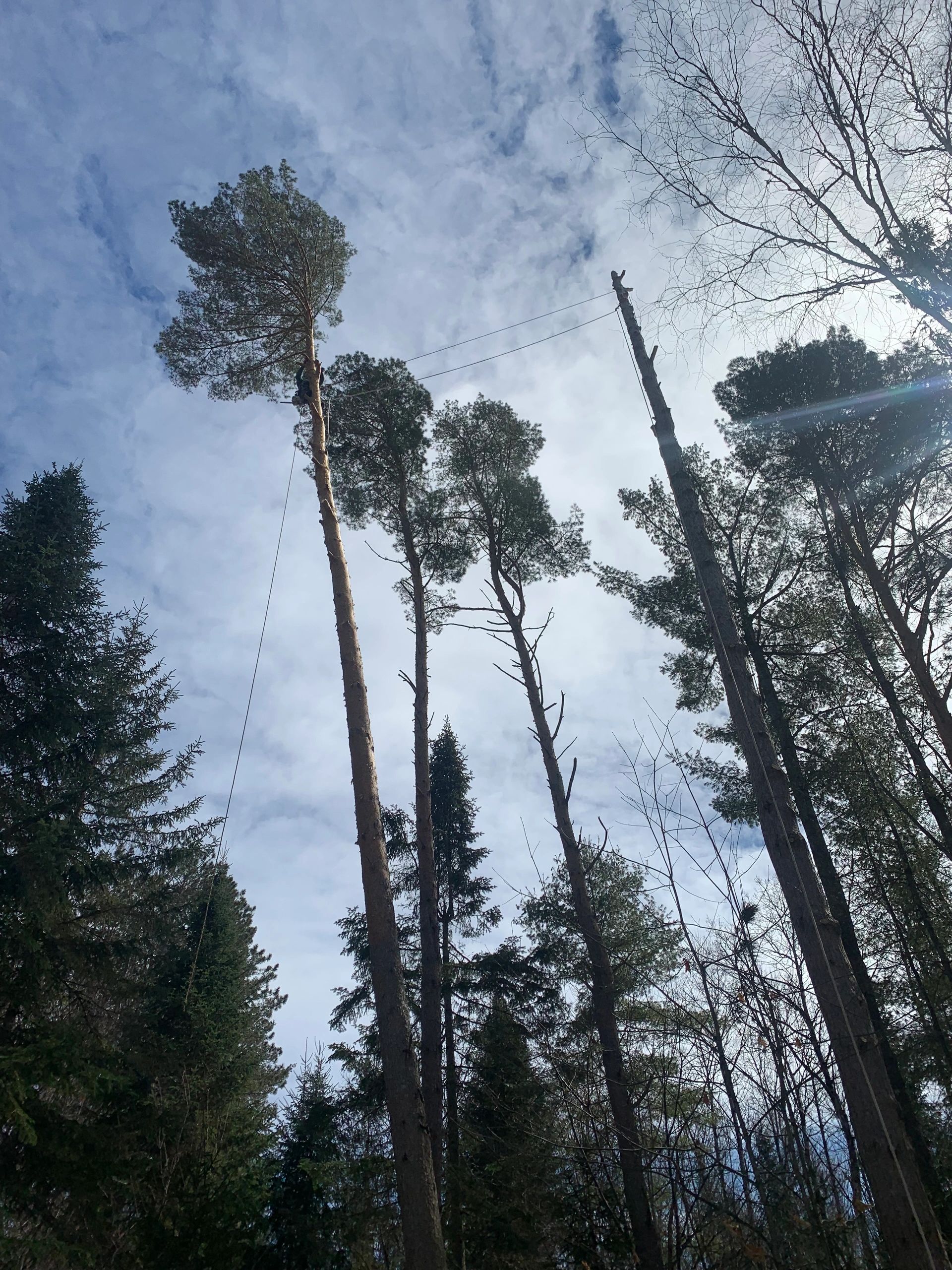 Images Élagage Frère d'Arbres