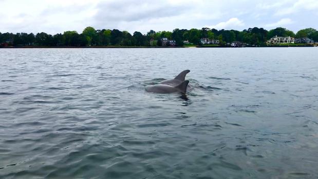 Images GoKayak!  Dolphin Tours Virginia Beach!