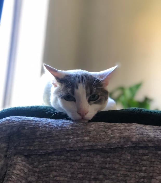 Images Melrose La Brea Animal Hospital