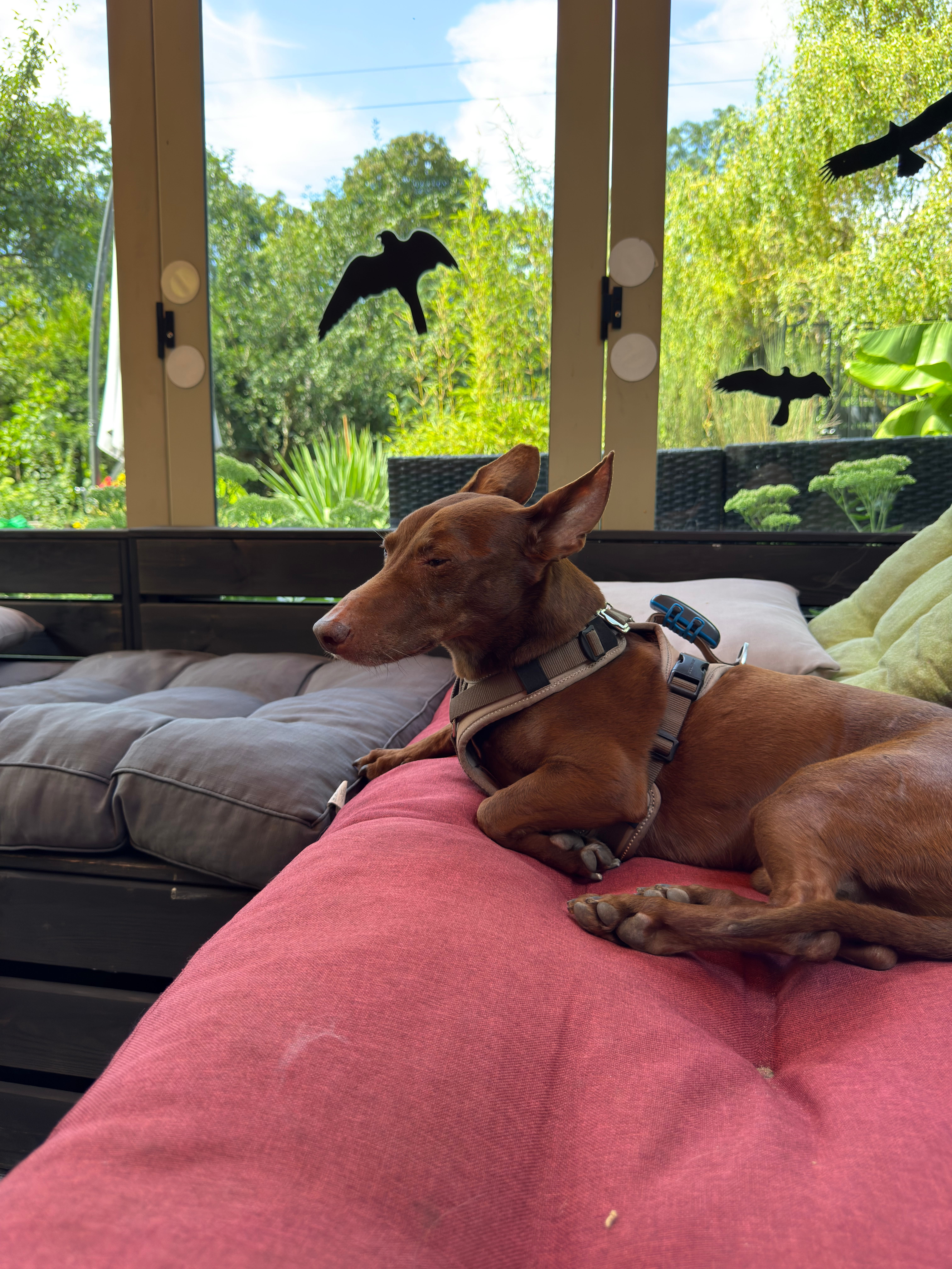 Bild 14 Dogcoach Hundezentrum in Berlin