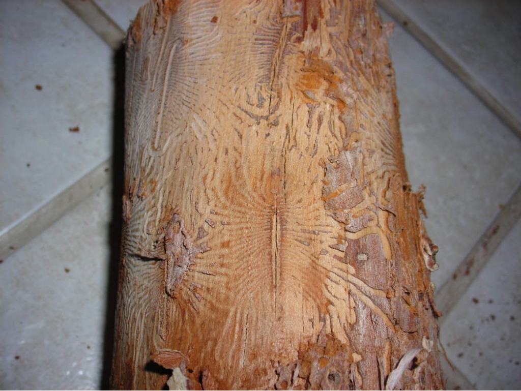 Images Canopée Service d'Arboriculture