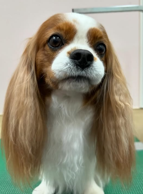 Images 埼大通りどうぶつ病院