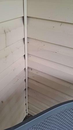 Images Semper Valeo Pest Management