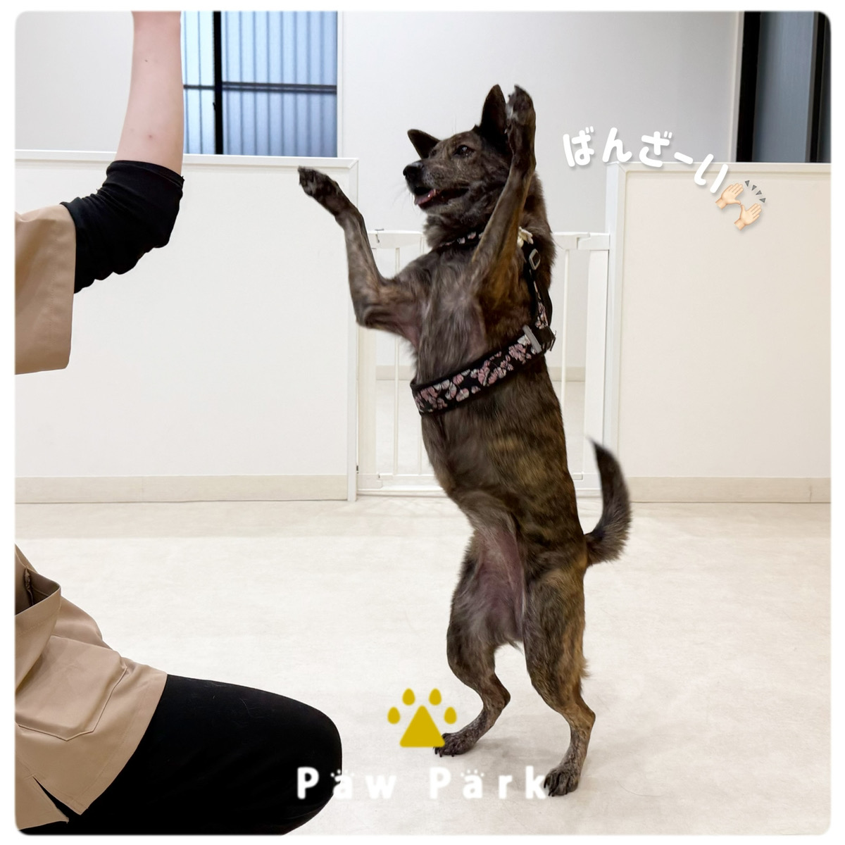 Images PawPark 犬のようちえん 高槻店
