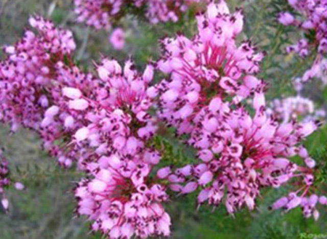 Images Viveros El Arca