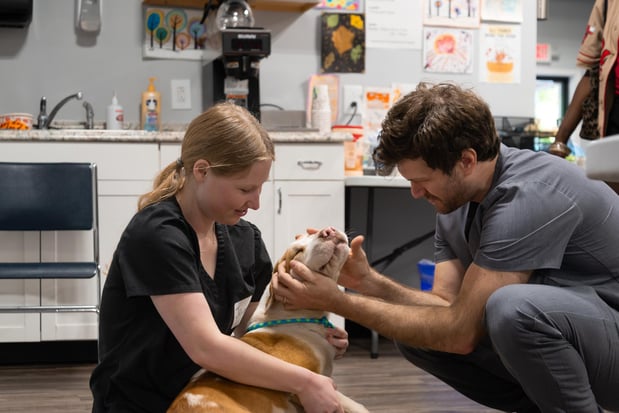 Images Furgent Care Vet