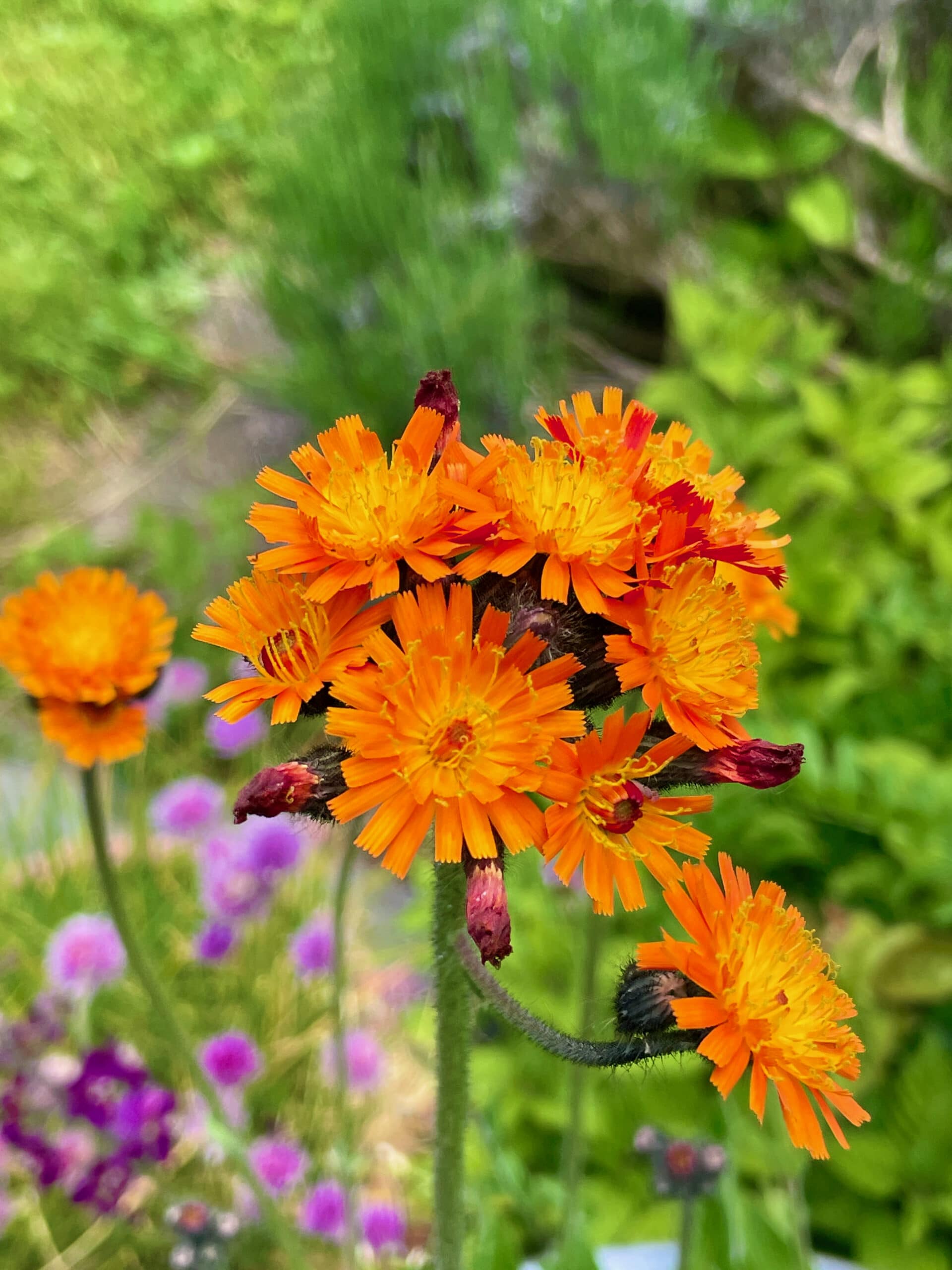 Bilder Wildblumendienst