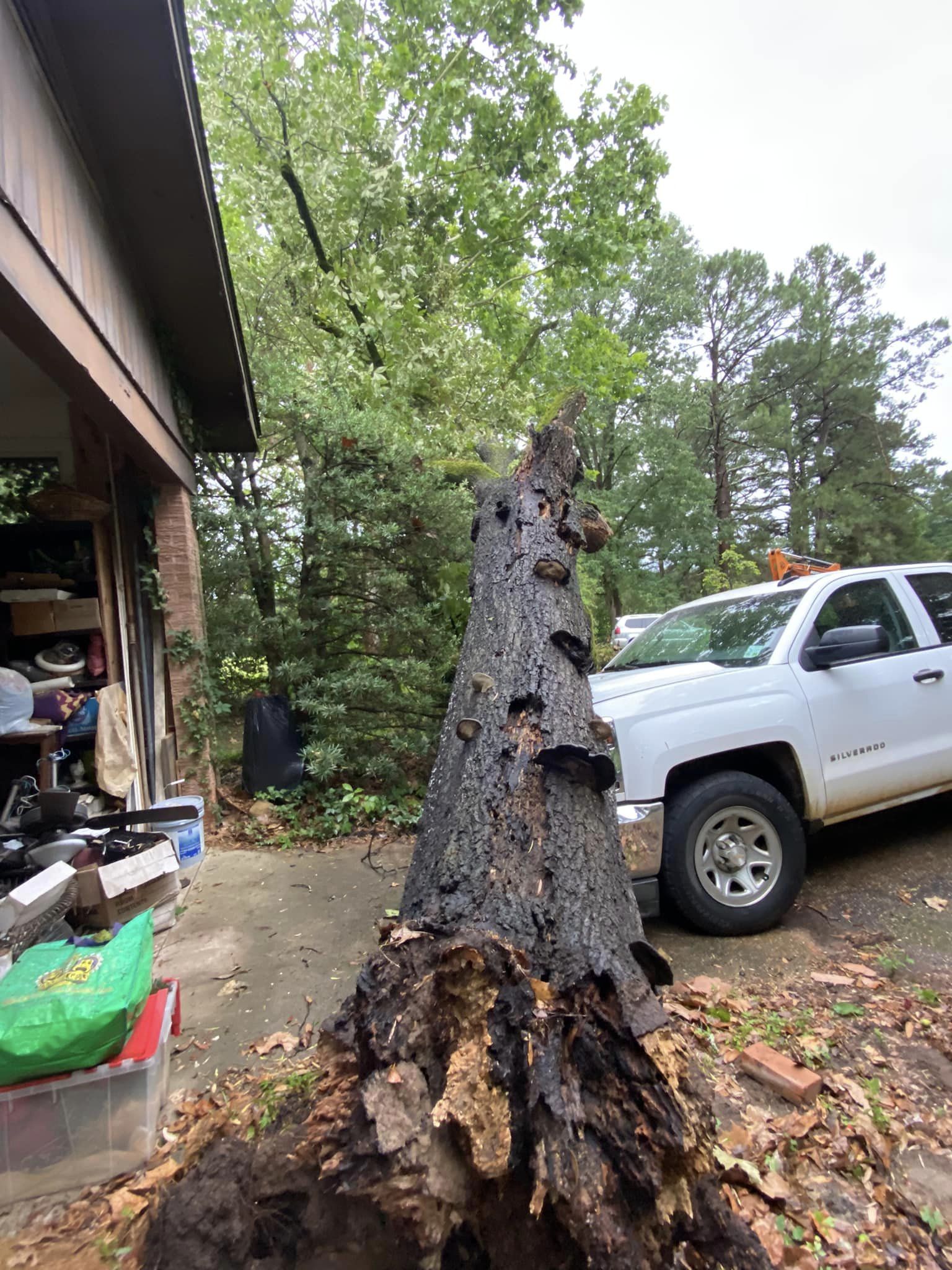 Bynog's Tree Services Image