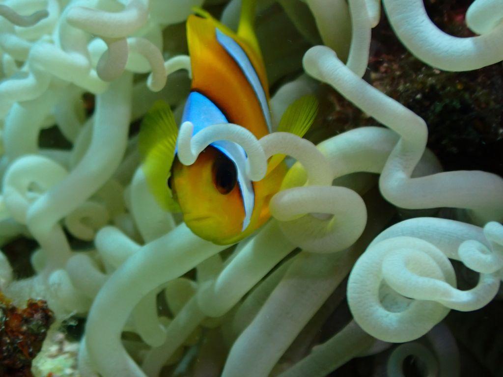 Tauchen Marsa Alam - Scuba World, Stockumer Kirchstraße 61 Hall 12 Stand J27 in Düsseldorf