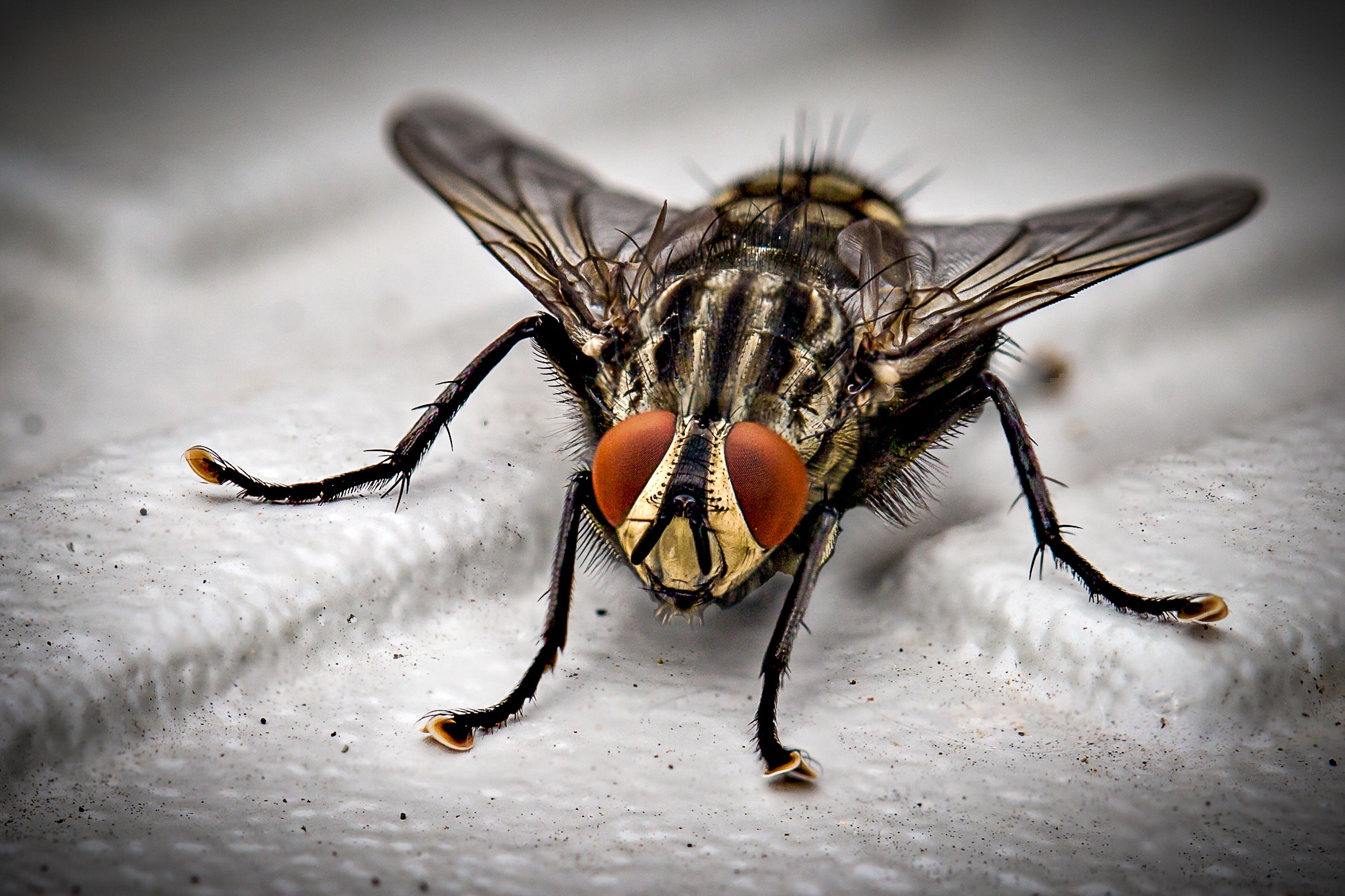 Images Complete Pest Control