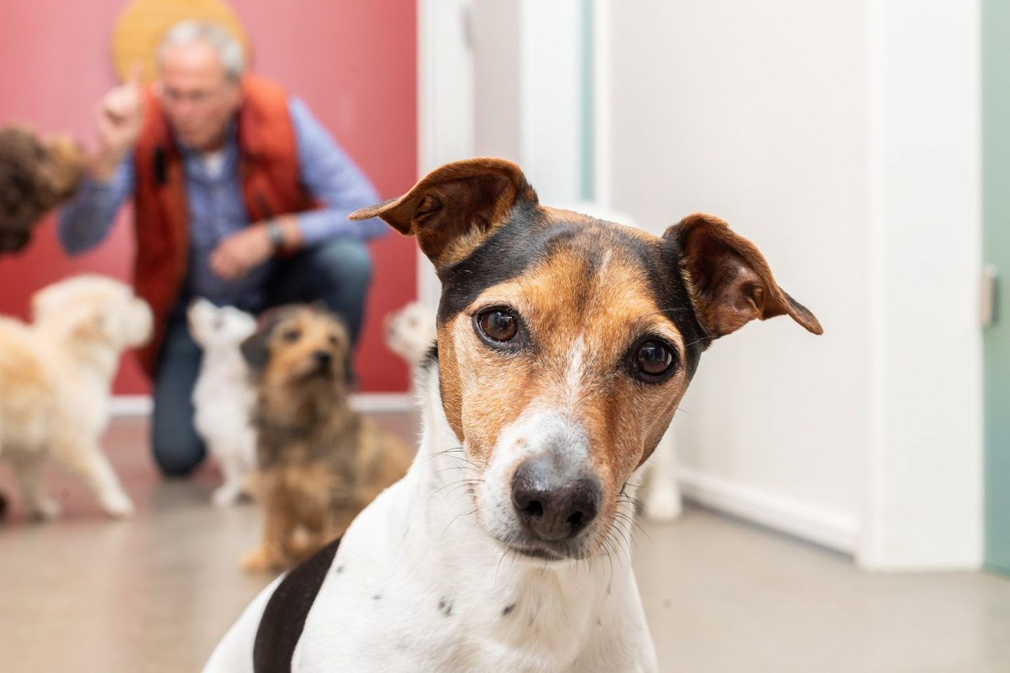 Tierarztpraxis Pfahl-Kreis, pets-in-motion, Gimmersdorfer Straße 75 in Wachtberg