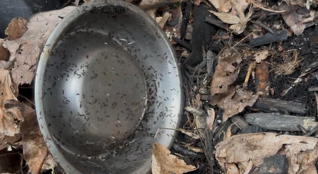 Images Sentinel Pest Solutions