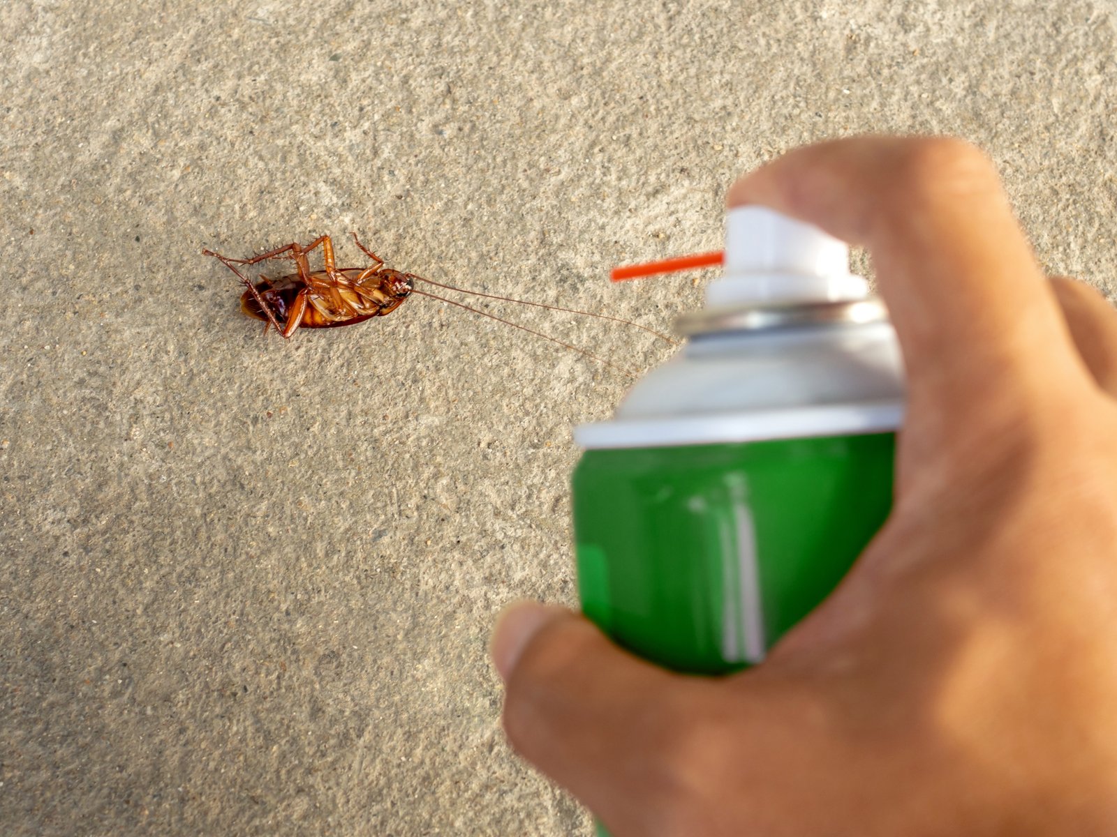 Marriott Termite and Pest Control