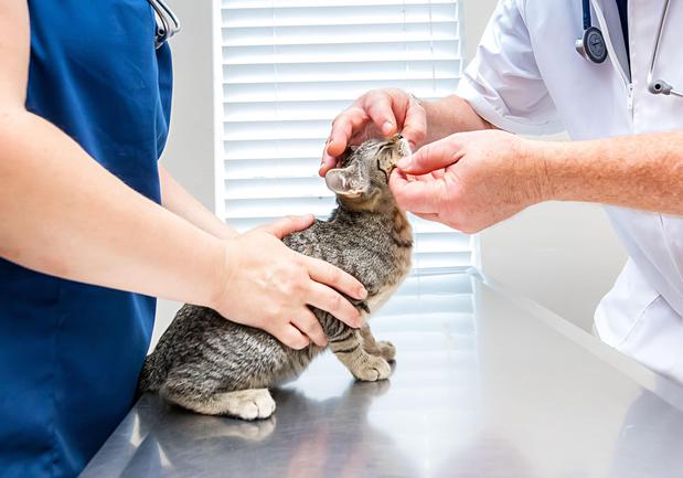 Images VCA Henderson Pass Animal Hospital