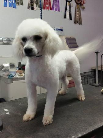 Images Happy Tails Groom & Board