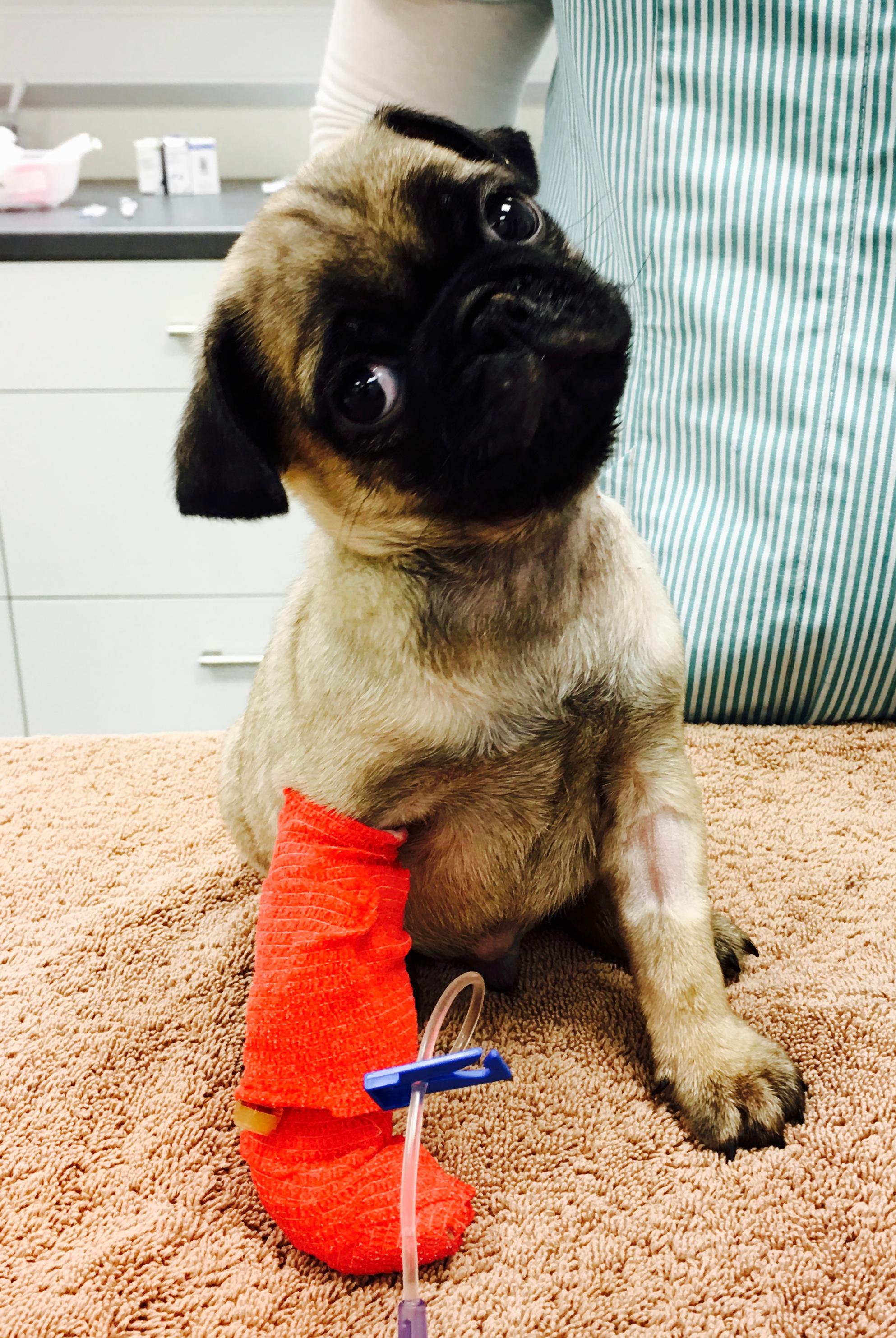 Images Pet People Vets - East Sheen