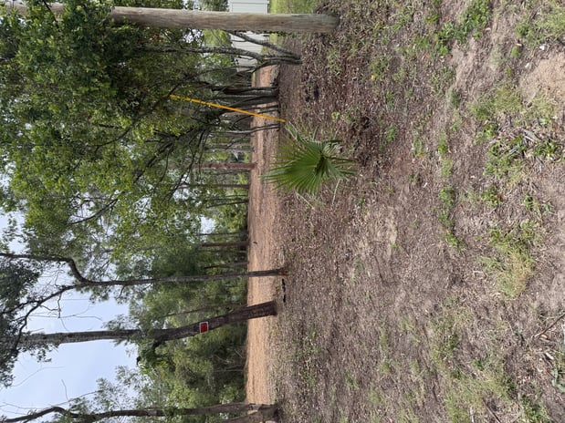 Images Trent's Tree Service The Neighborhood Arborist LLC