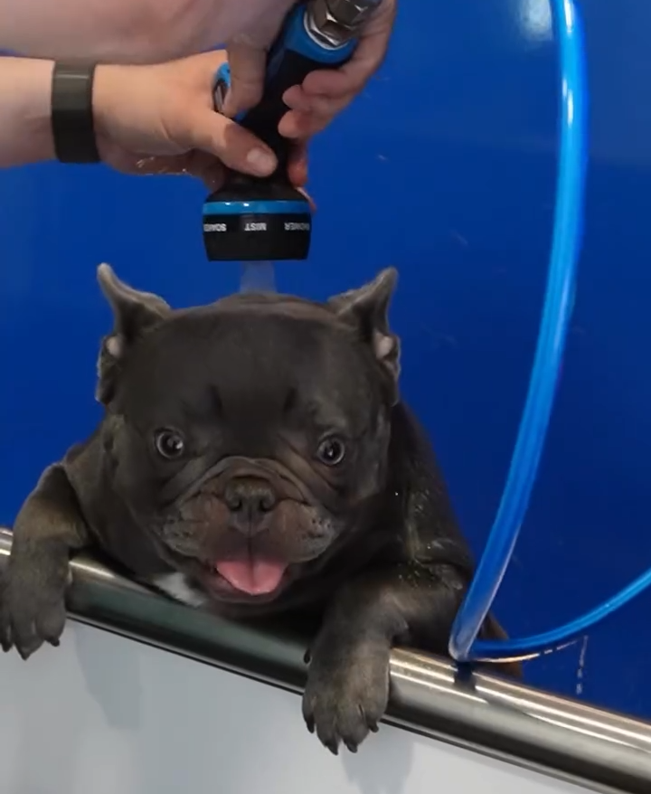 Images Paw&Go - Autolavado de perros y peluquería canina